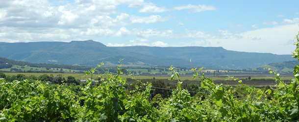 Mountain Ridge WInes